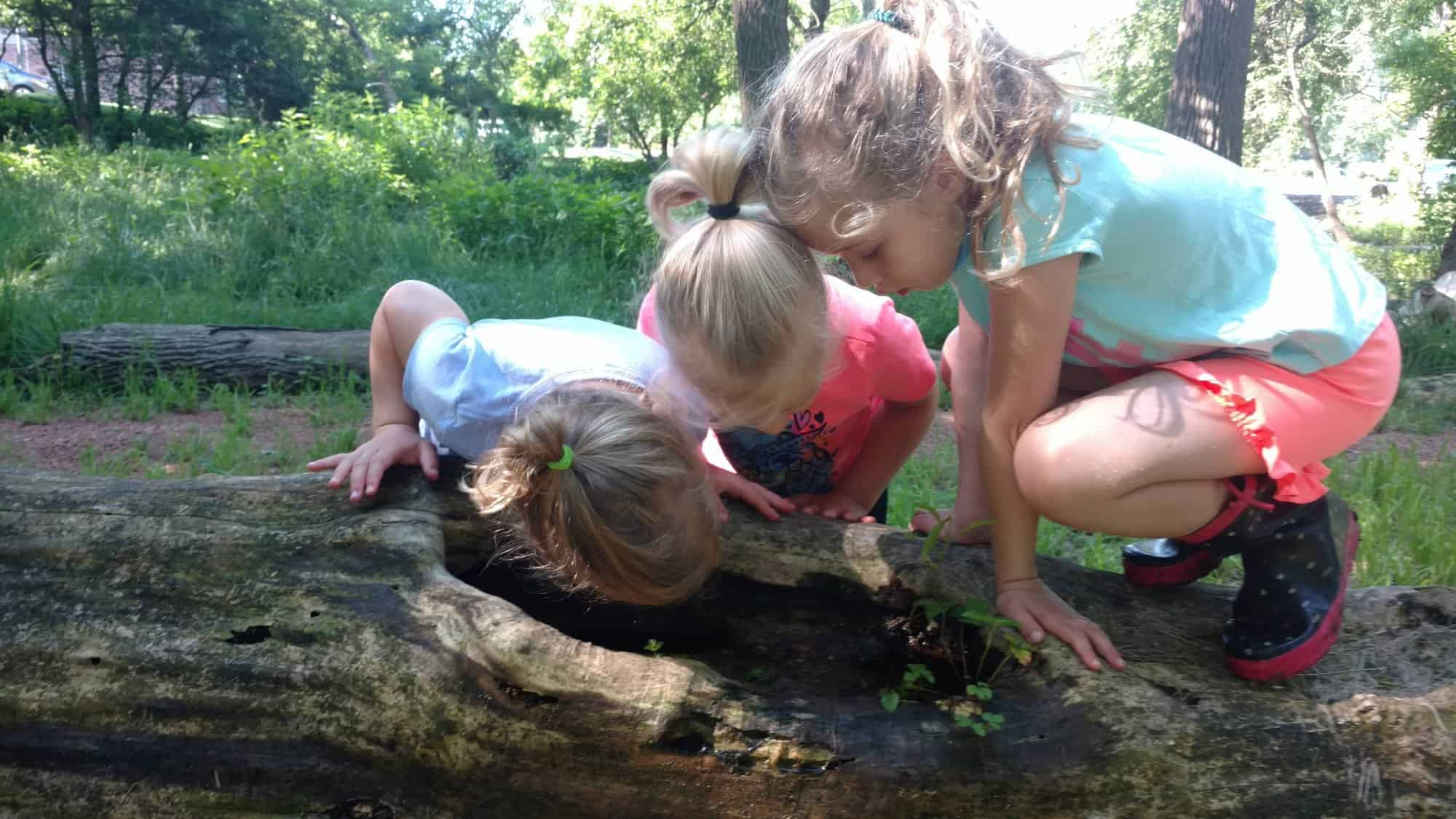 Three little girls crouched together, looking intently into a large hole in the side of a fallen log.
